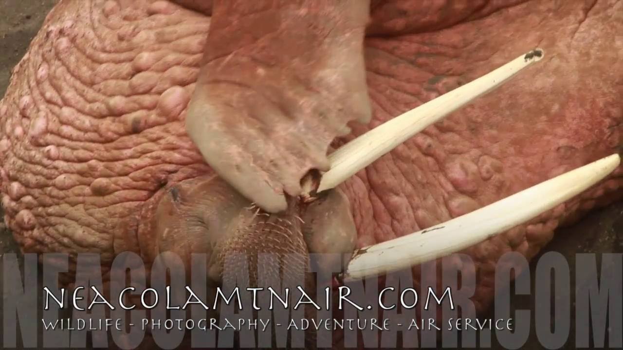 A Wildlife Photography Trip to see the Pacific Walrus - www.neacolamtnair.com