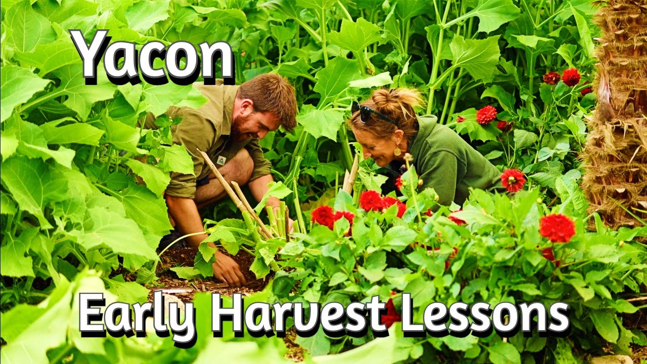 How To Grow MASSIVE YACON - Early Harvest With Huw Richards + Taste Test
