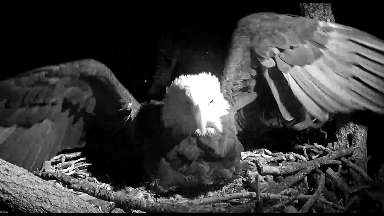 Jackie Wing Slaps Early Morn, Possibly Fiona At The Nest 1-15-21 Big Bear Eagles