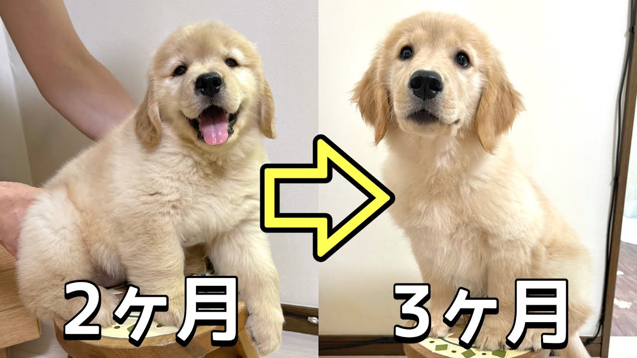 驚愕の成長っぷり！3ヶ月のゴールデンレトリバー子犬の身体測定をしてみた結果...【ゴールデンレトリバー】