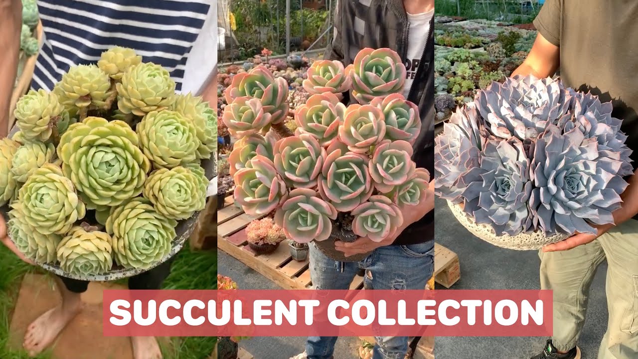 Beautiful Succulent Colletion | 多肉植物 | 다육이들 | Suculentas