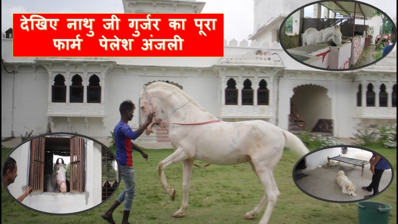 NATHU JI GURJAR CHARBHUJA || PALACE ANJALI FARM TOUR || HORSE FARM CHARBHUJA ||