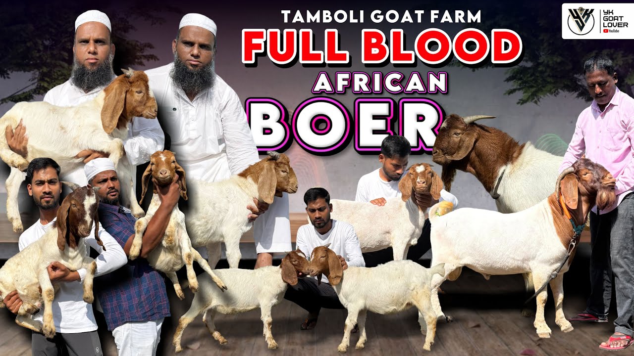Чистокровная африканская бурская коза доступна на ферме Tamboli Goat Farm Baramati I YK Goat Lovet