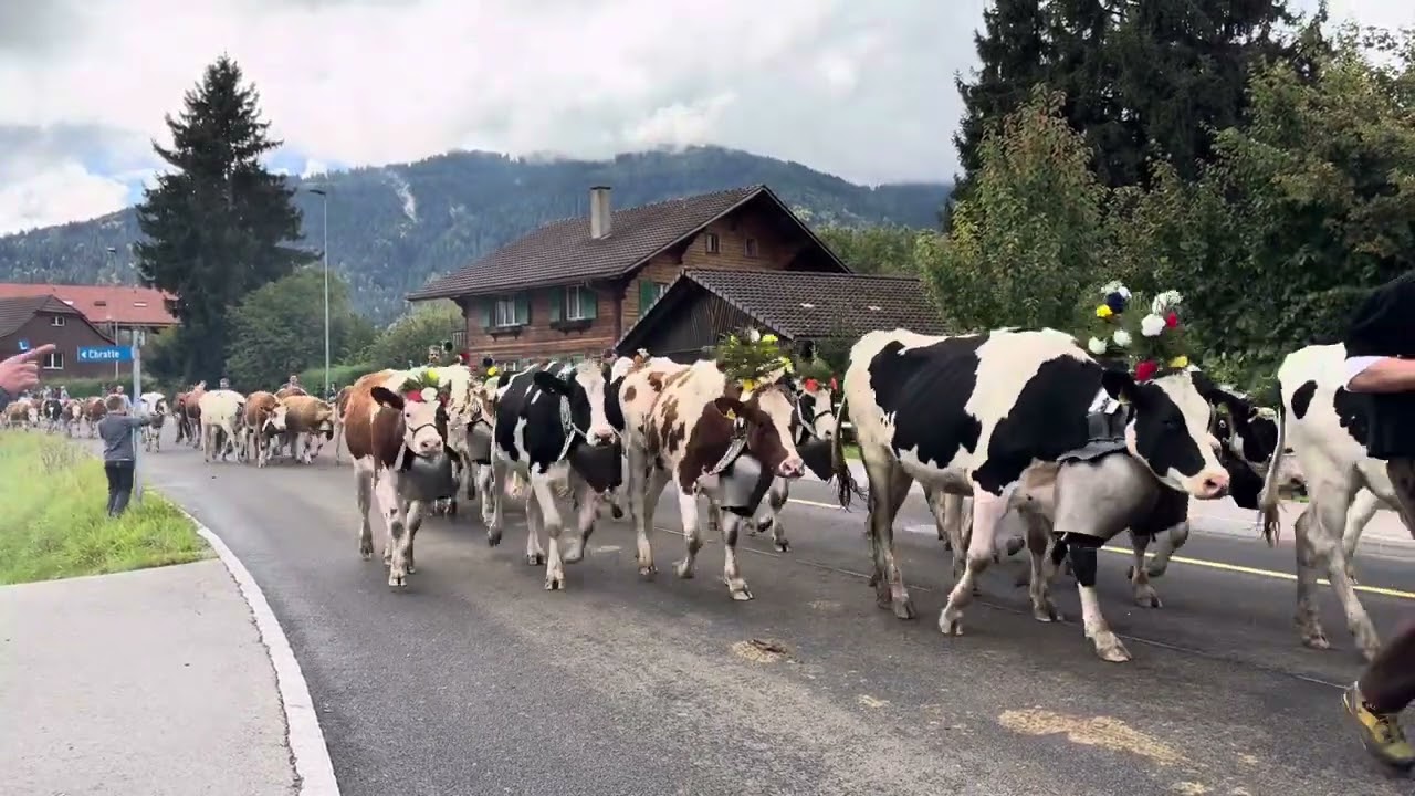 Désalpe Plaffeien troupeaux 16 / 20