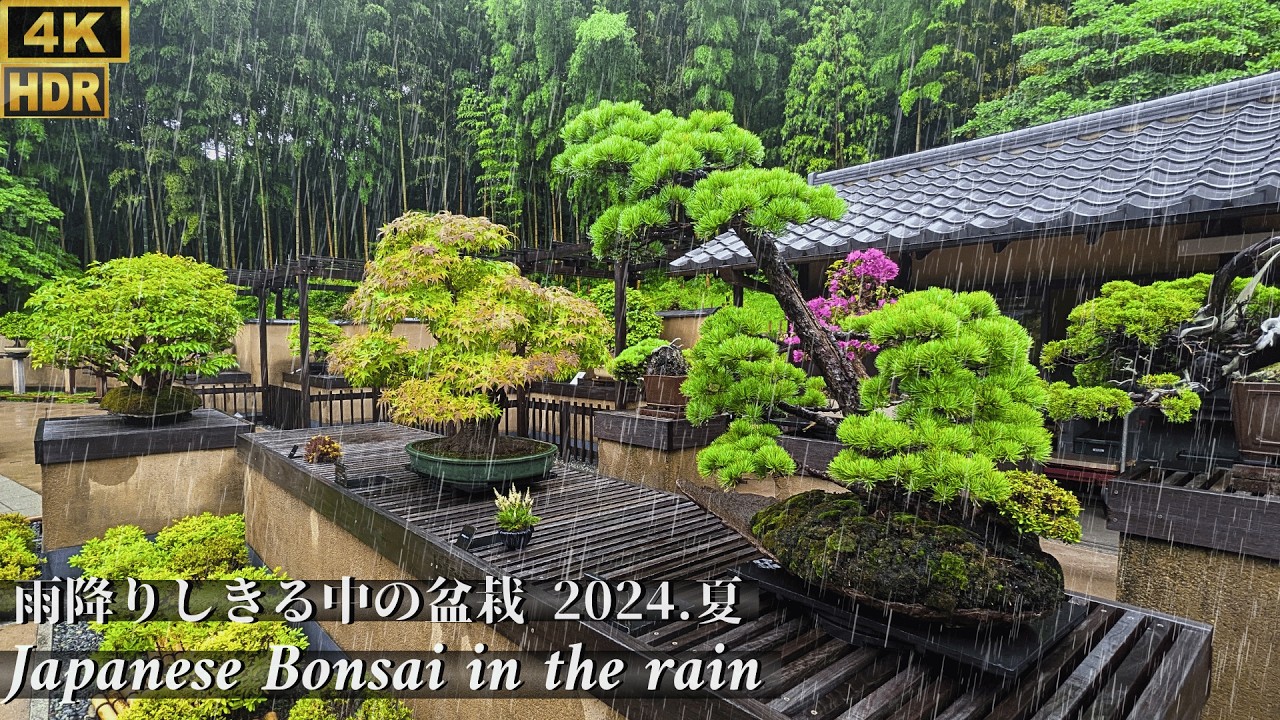 Japanese Bonsai in the rain Summer 2024 ~雨降りしきる中の盆栽 [4K HDR]