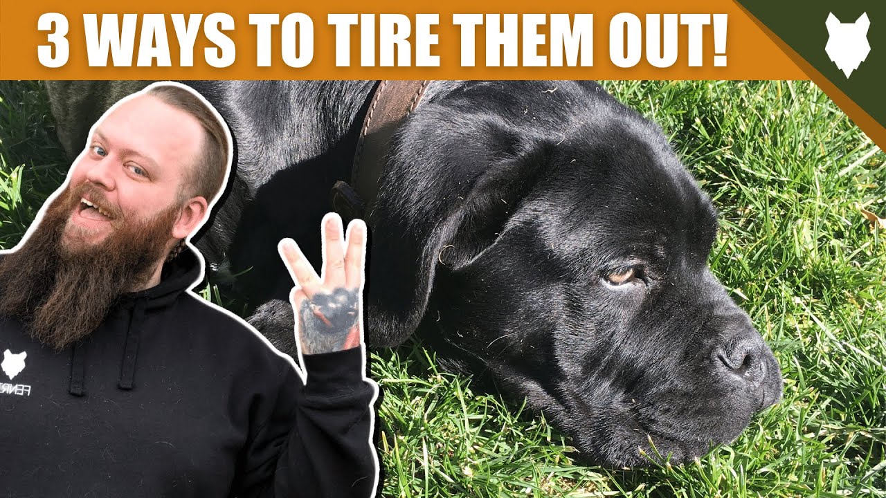 3 Tips To Tire Out Your CANE CORSO Puppy