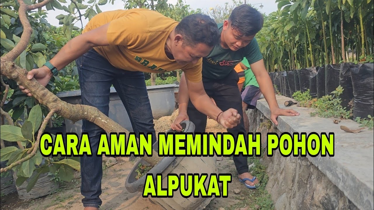 PINDAH ALPUKAT TETAP AMAN