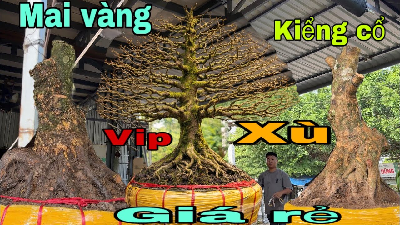 Mai vàng kiểng cổ xù VIP giá rẻ ngày 6/3/2026 Xuân 0776000017
