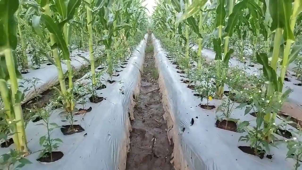 Sistem tumpang sari jagung + cabe usia 51 hst #pertanian #caberawit #jagung @petaninusantara86