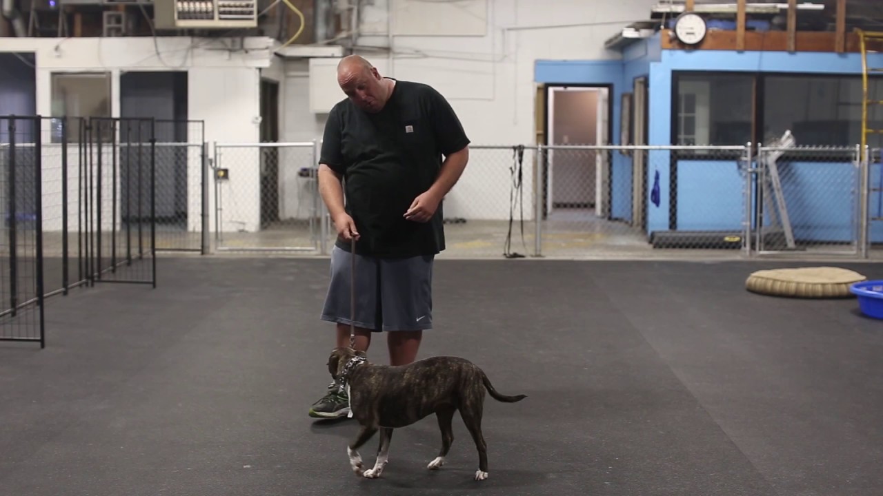 Dog Training in Minutes- Helping A Dog Overcome Hyperactivity and Aggression