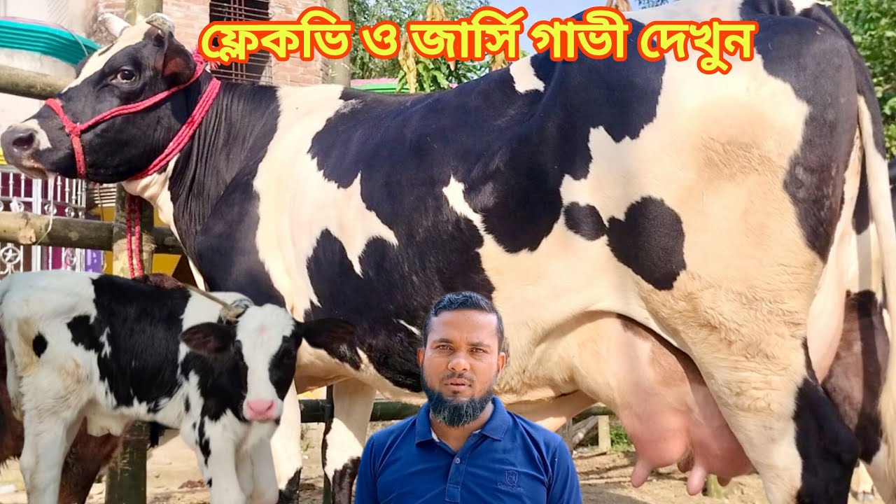 @আজ ৪/২/২০২৬/ ফ্লেকভি ও জার্সি গাভী ২০-২২ লিটার দুধের গাভী দেখুন।