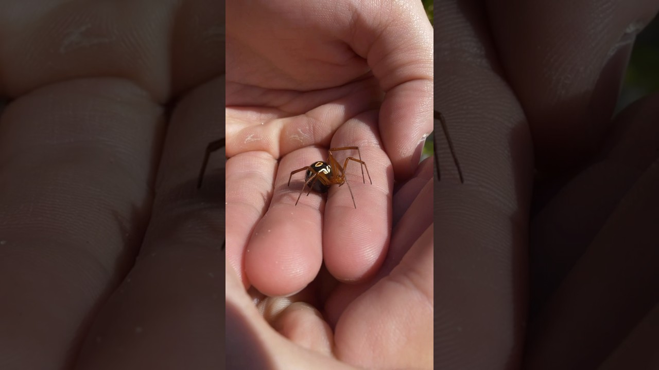 Is The Red Widow Deadly?