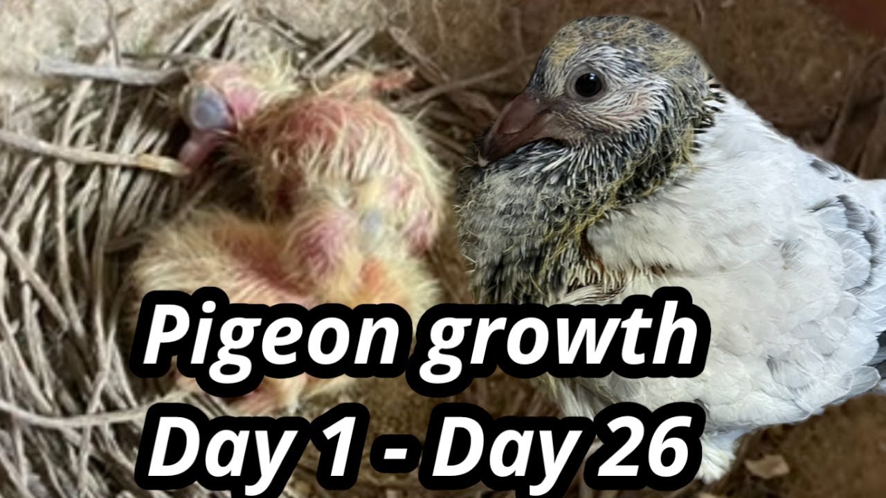 Young Pigeon Day 1 to Day 26 | Breeding racing pigeons |