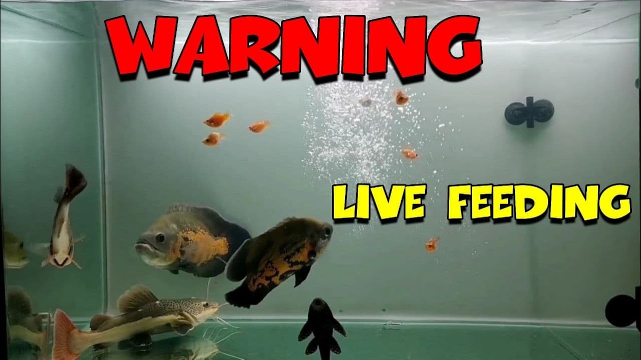 Aquarium monster fish in India | fish in india for aquarium | live feeding oscar fish & peacock bass