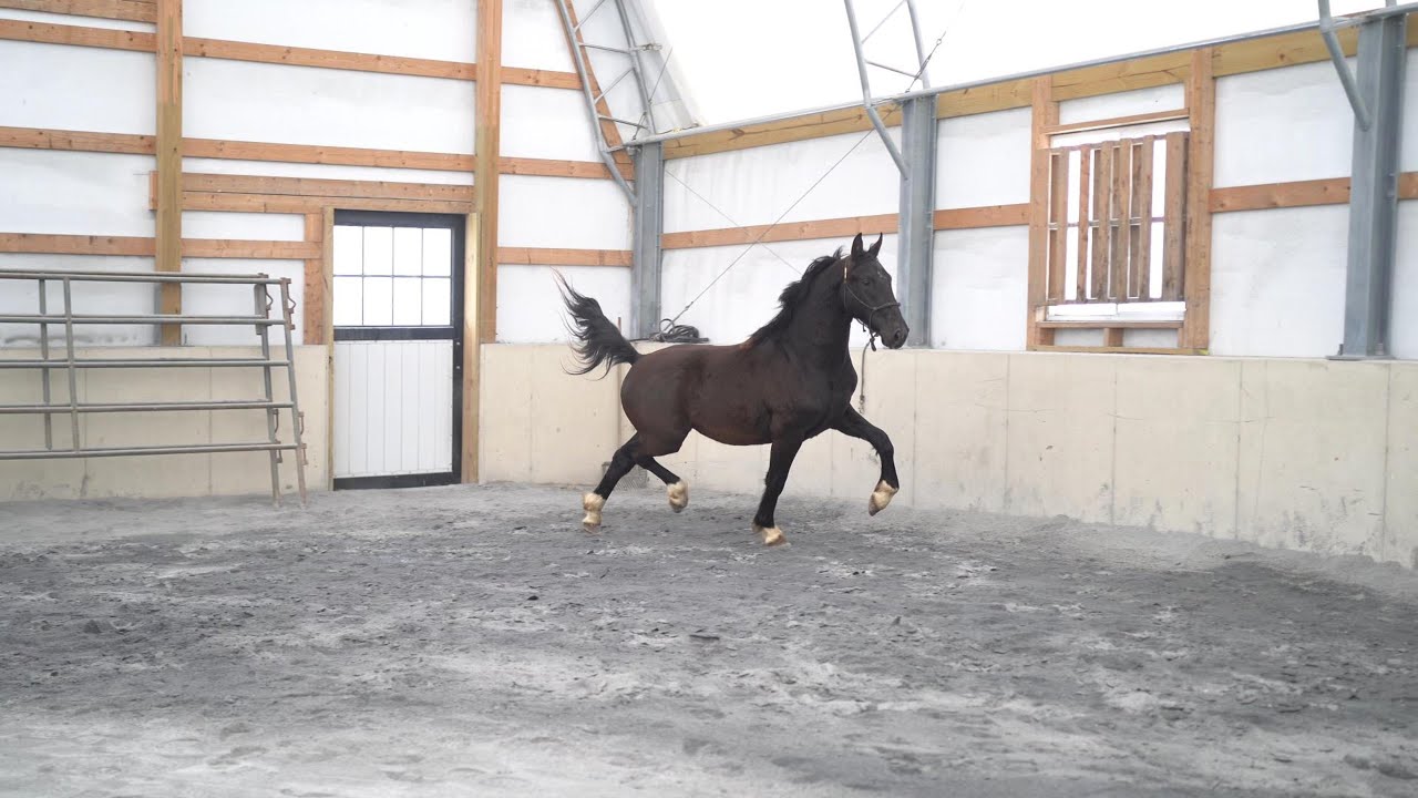 2024 KWPN gelding by Gaudi SSF (Totilas) x Alex - Uwon