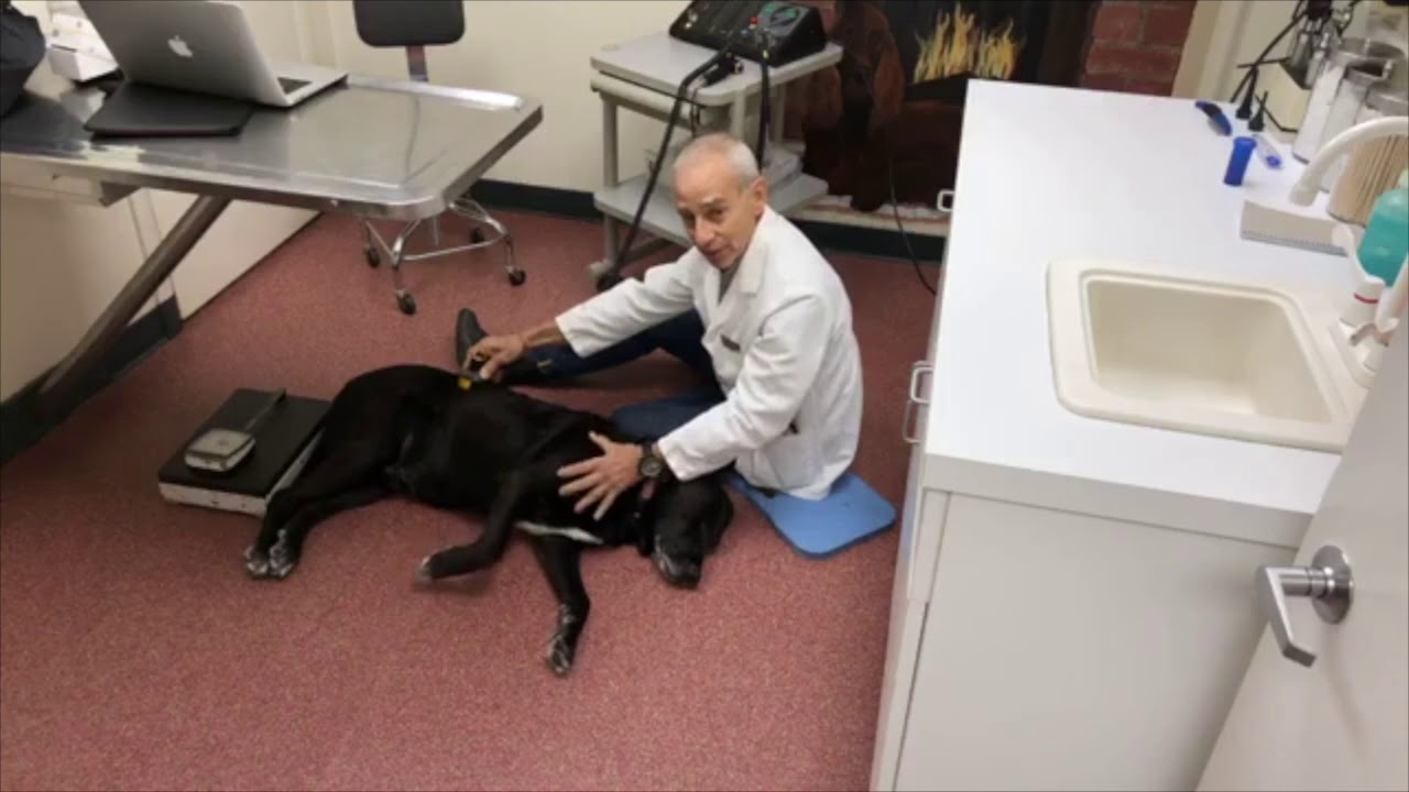 Highlights: WatchdogMary Interviewing Dr. Ron Hirschberg on PhotoBioModulation
