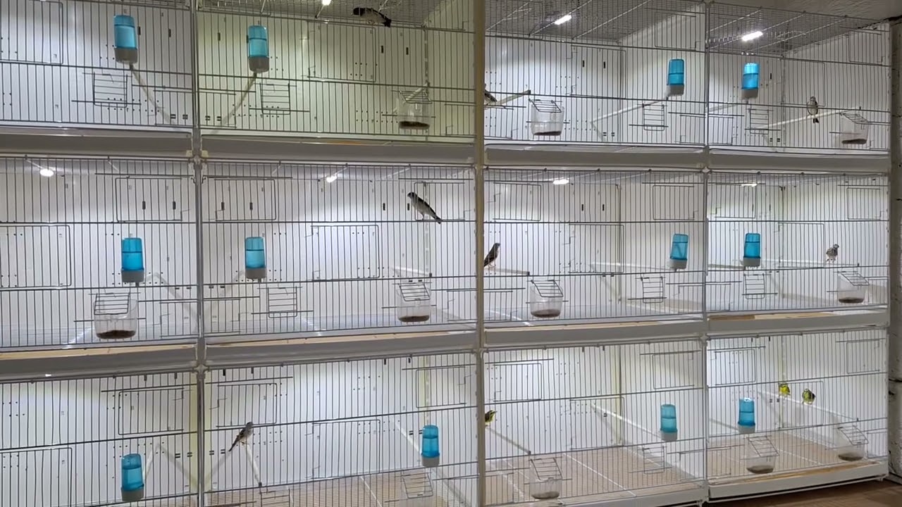 Serinus leucopygius i Serinus mozambicus 2025