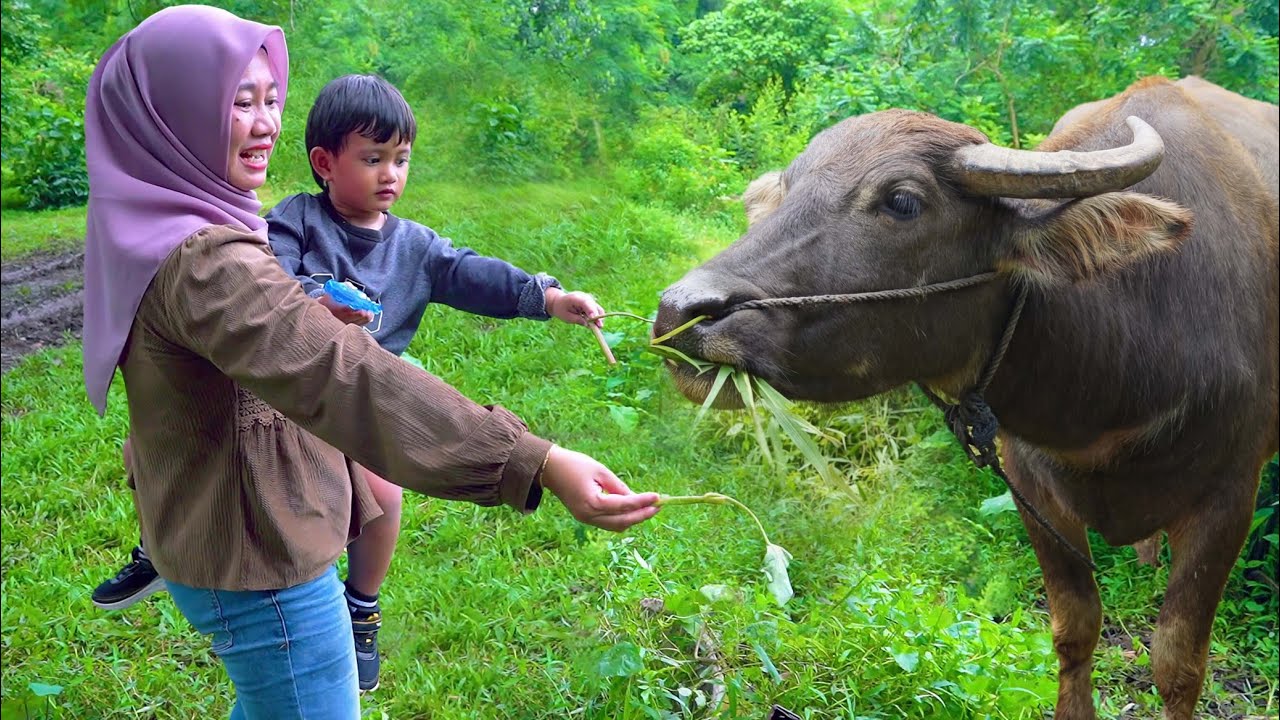 AZAM KASIH MAKAN KERBAU BESAR 🐃 LIBURAN KELUARGA KE MEKARSARI