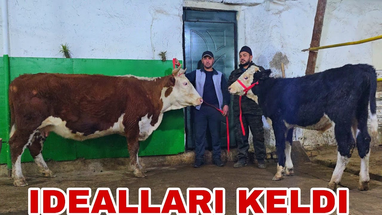 Buxoro arzonchisi Mizrobjon va Ashur akadan bugun vada qilingan yangi partiya 12 февраля 2026 г.