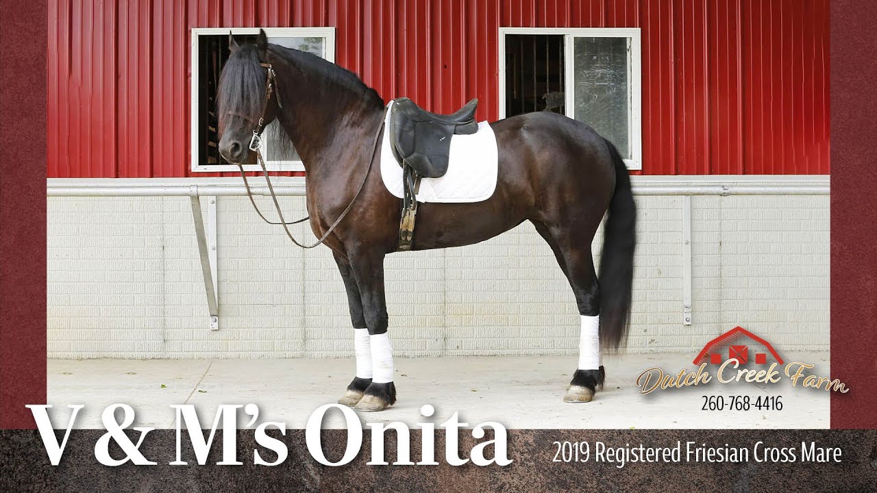 SOLD 2019 Registered FBH Friesian Cross Mare | Dressage, Combined Driving Prospect