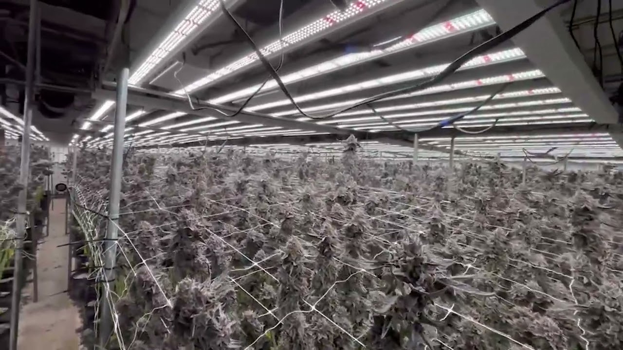 blooming stage led grow light 1200w in USA farms
