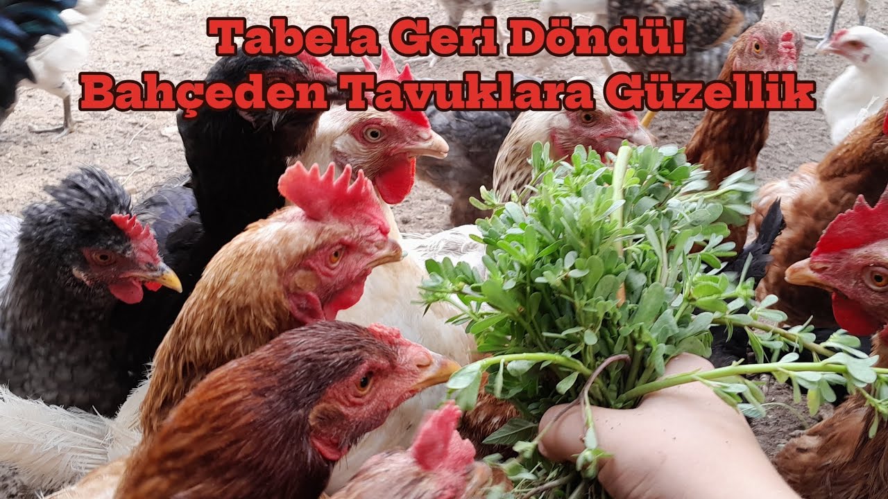 TABELA YERİNE DÖNDÜ! | TAVUKLARA BAHÇEDEN SÜPRİZ 🐓