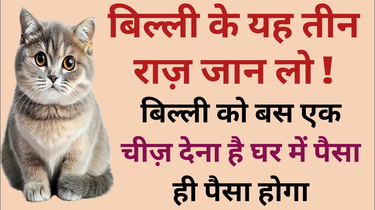बिल्लियों के तीन राज़ जान लो घर में पैसा ही पैसा होगा | cat secrets|islamic knowledge#islamicvideos