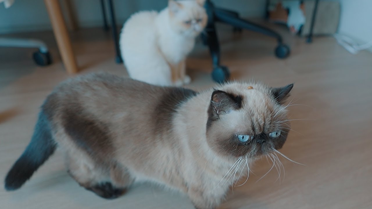 猫さん達の朝ごはんの風景
