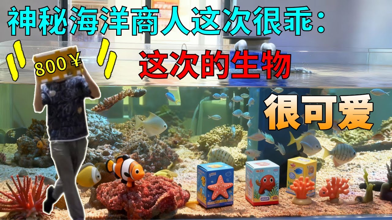 神秘海洋商人很乖，说到做到，送的生物可爱极了#海洋生物 #海人 #盲盒开箱