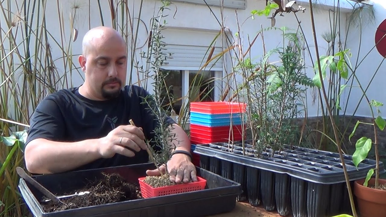 Plantando TODOS los Bonsai Zero
