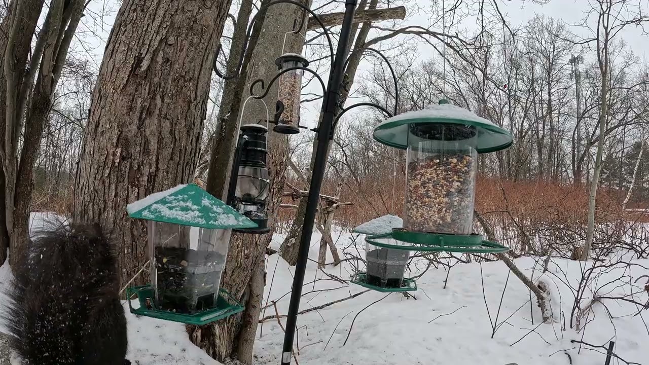 Black squirrel's daring adventure