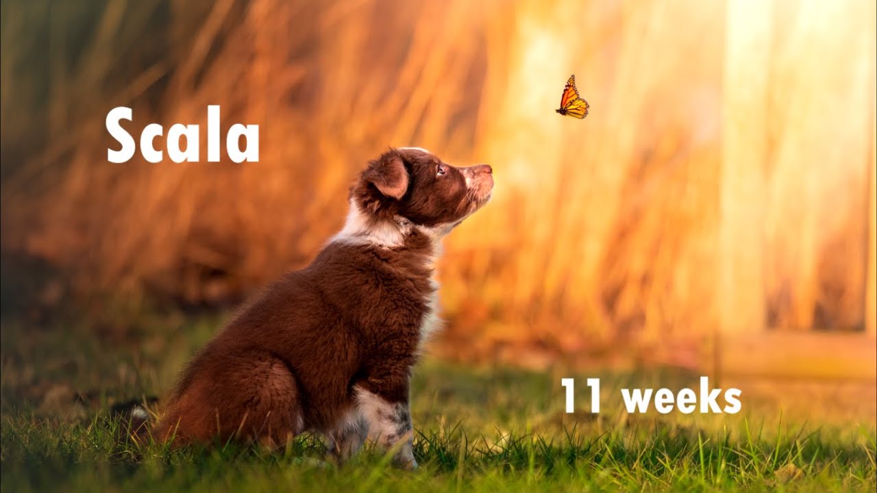 Scala - 11 weeks, border collie tricks