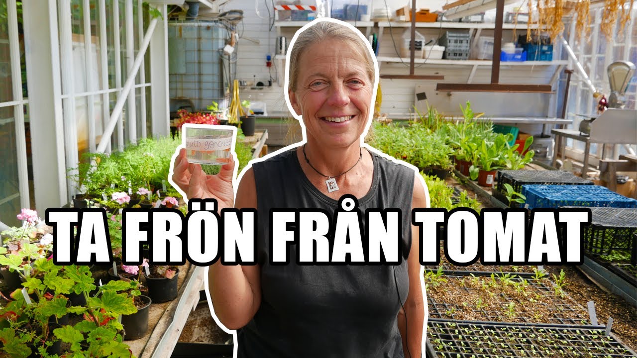 Ta frön från tomat - Kosters  Trädgårdar