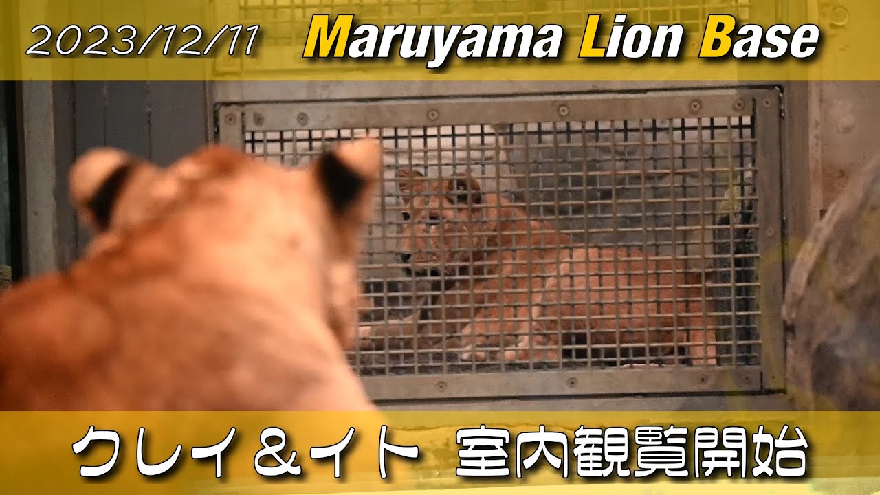 MLB2023/12/11 クレイ＆イト室内観覧開始　#円山動物園 #ライオン