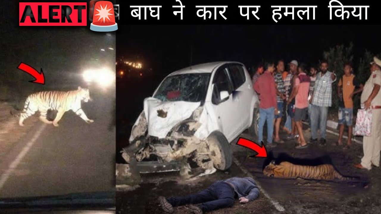 Alrt 🚨 बाघ ने कार पर हमला किया 🙏
