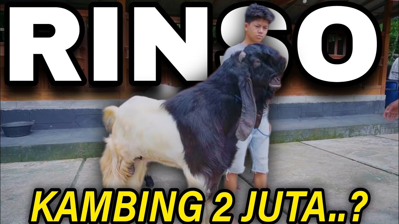 KOK BELI KAMBING CACAT..? - KKTV