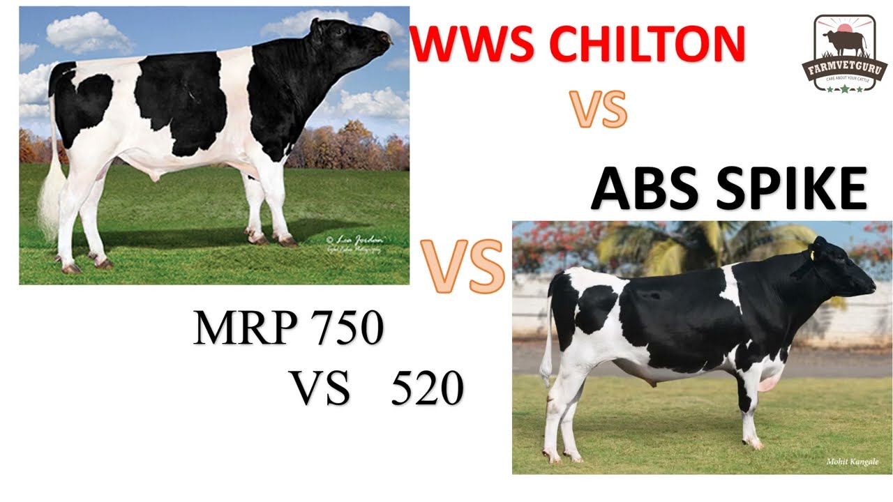 #ABS #SPIKE  VS #WWS #CHILTON | Production ,health & fertility ,Conformation & inbreeding.