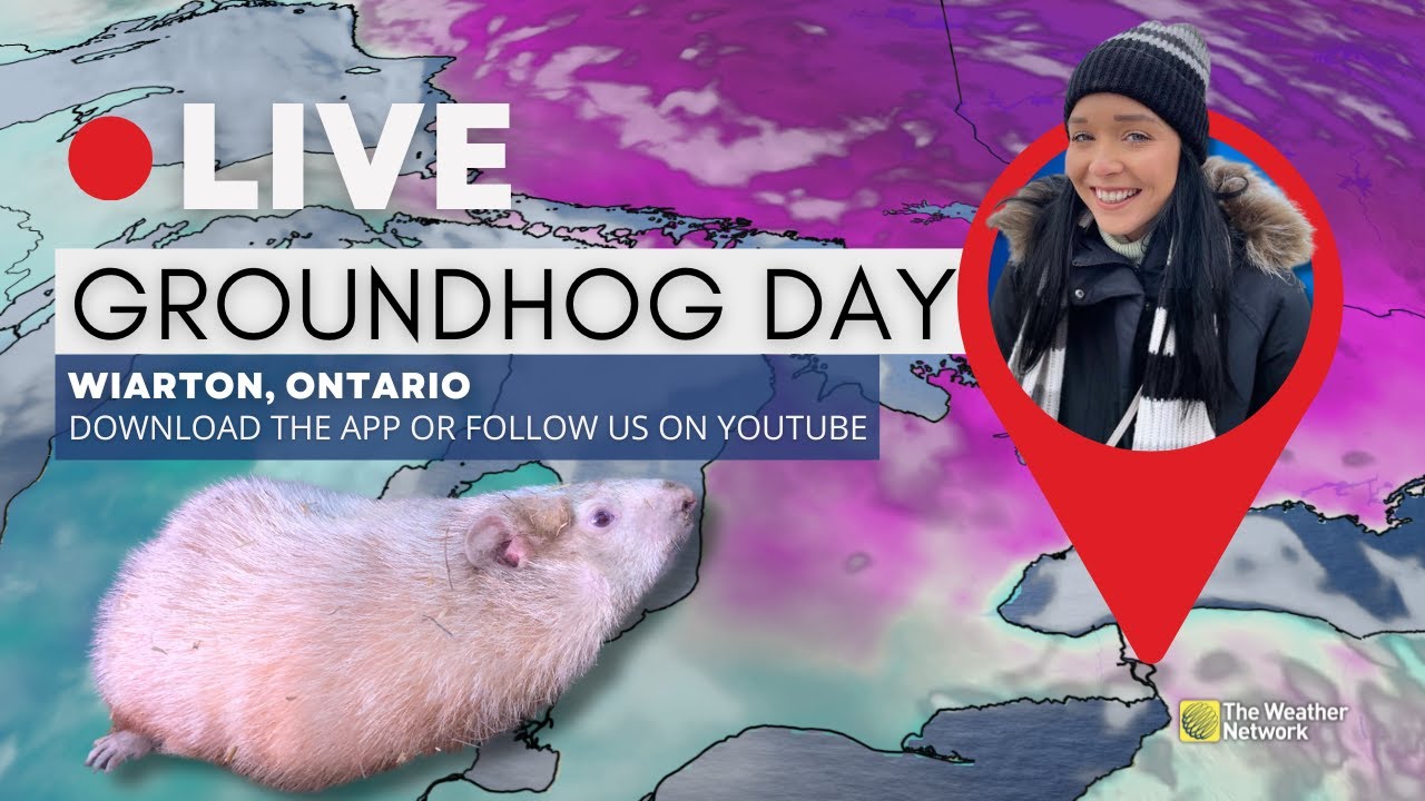 LIVE: Groundhogs Make Spring Predictions in Canada