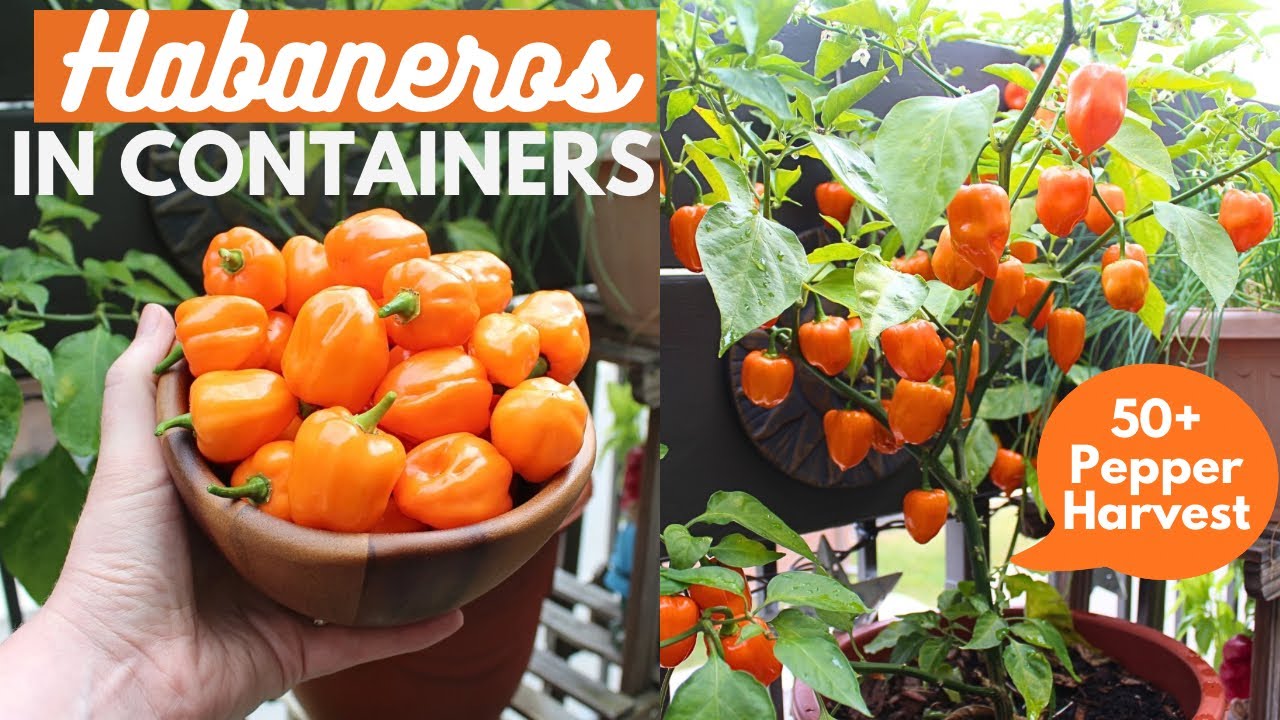 How to Grow Habanero Peppers in Containers | Growing Tips, Harvest, & More!