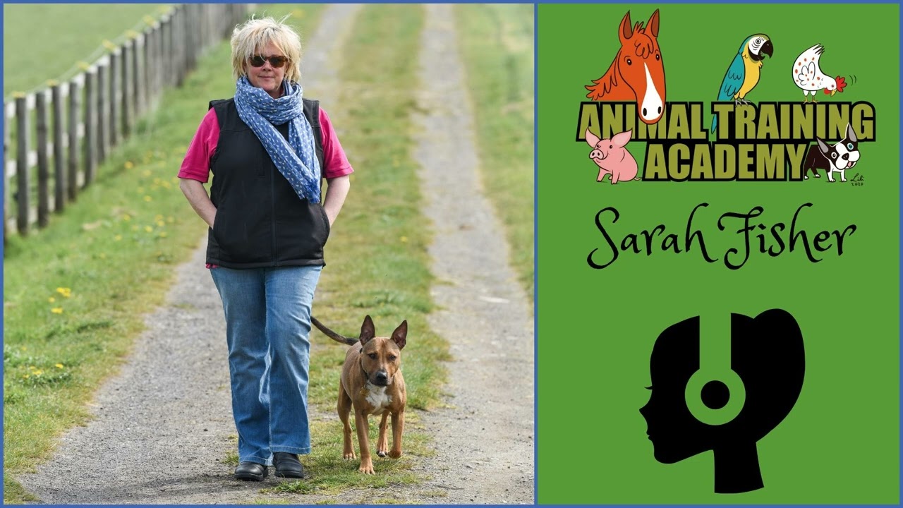 ACE Free Work and the Art of Canine Observation with Sarah Fisher [Episode 249]