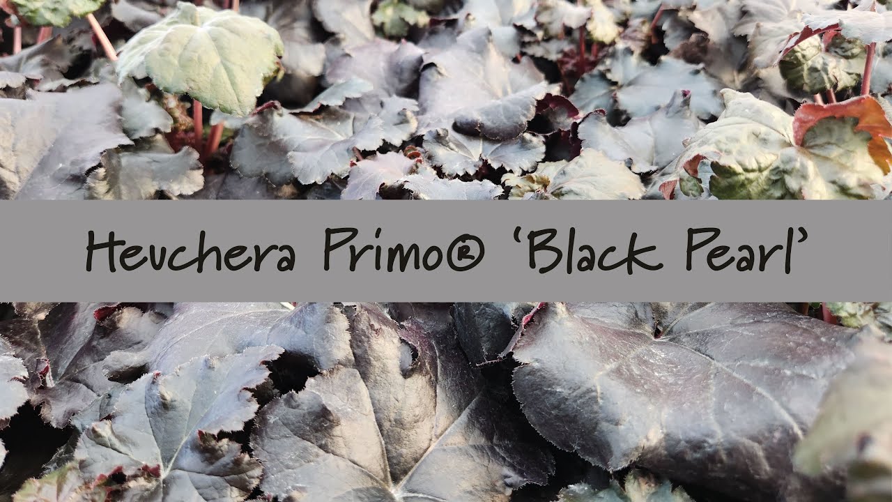 Heuchera Primo&reg; 'Black Pearl' at Prides Corner Farms