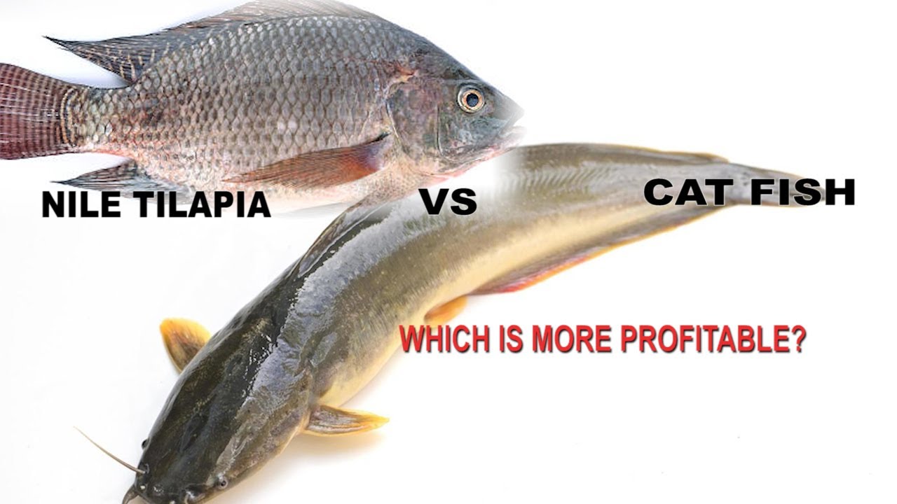 Fish Farming: Nile Tilapia Or Cat Fish, Which  Is  More Profitable ?  Make Millions - Siraj Luyombya