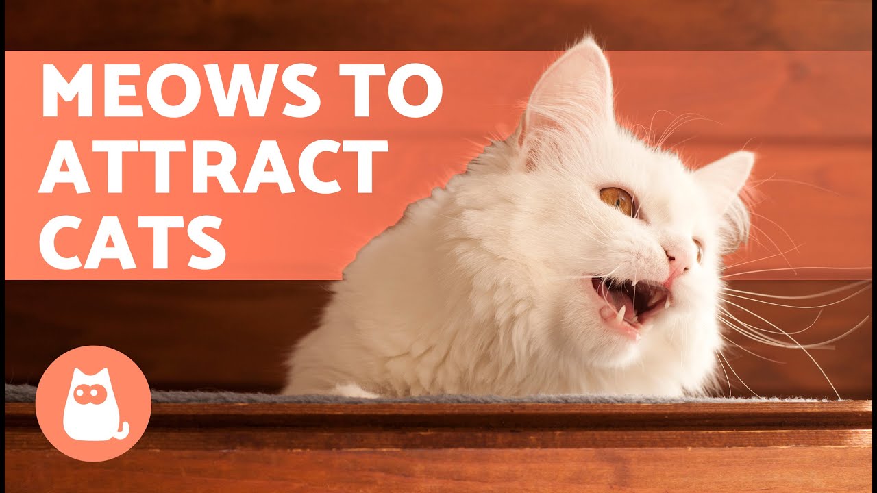 SOUNDS to Make Your CAT COME to CUDDLE YOU 📣🐈 (Meows to ATTRACT Your CAT When They HIDE)