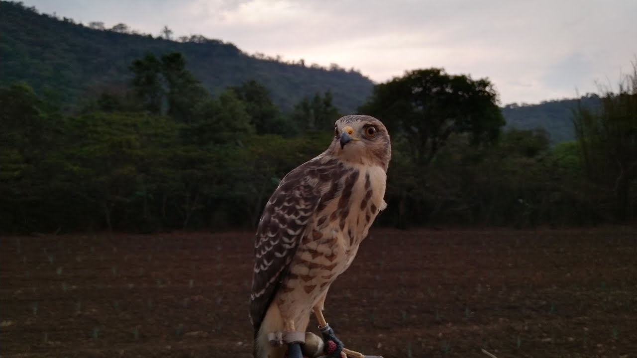 Cetrería con gavilán (rupornis magnirostris) Parte 1