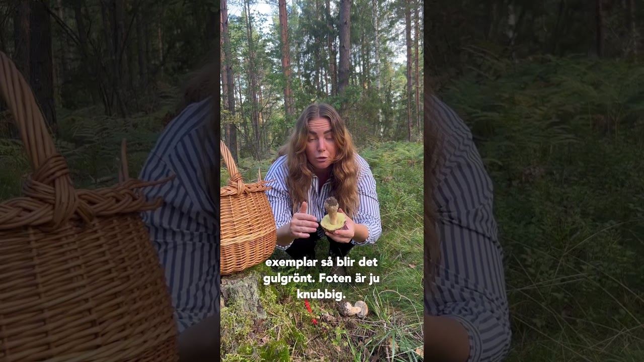 Plocka Karl Johan svamp! &Auml;ven kallad stensopp!