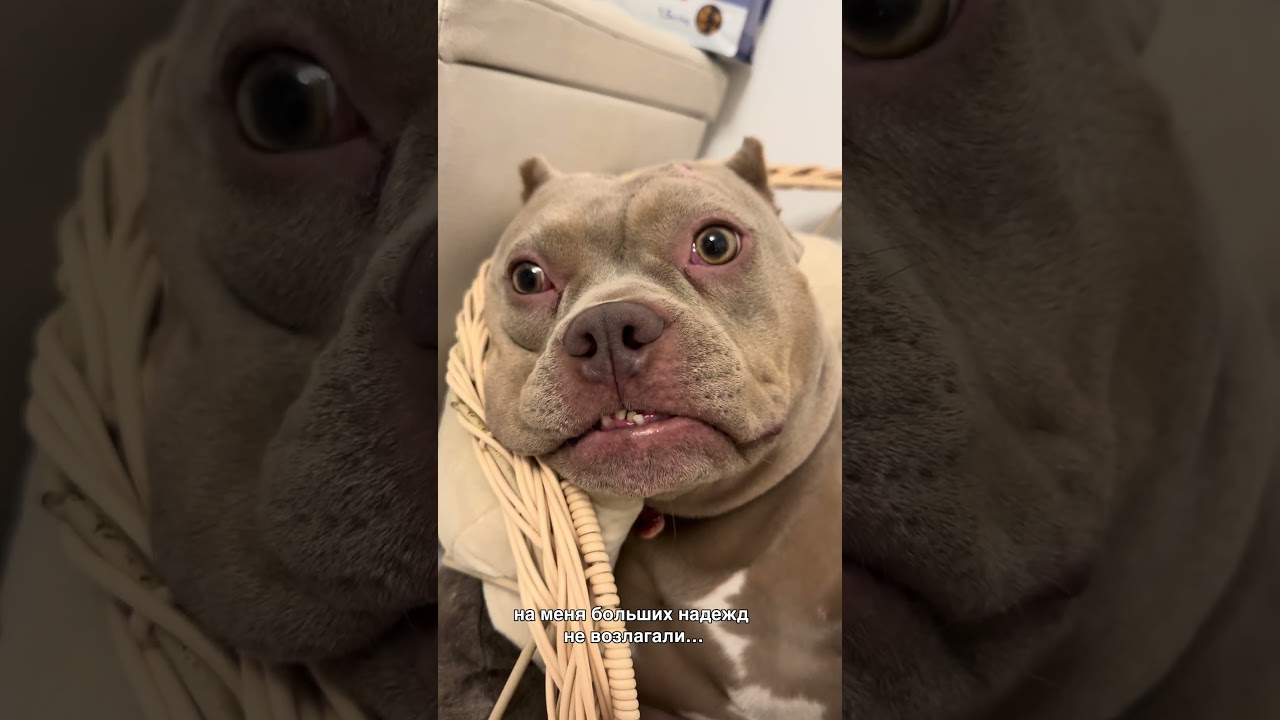 #булка #суперсобака #булли #americanbully #собака