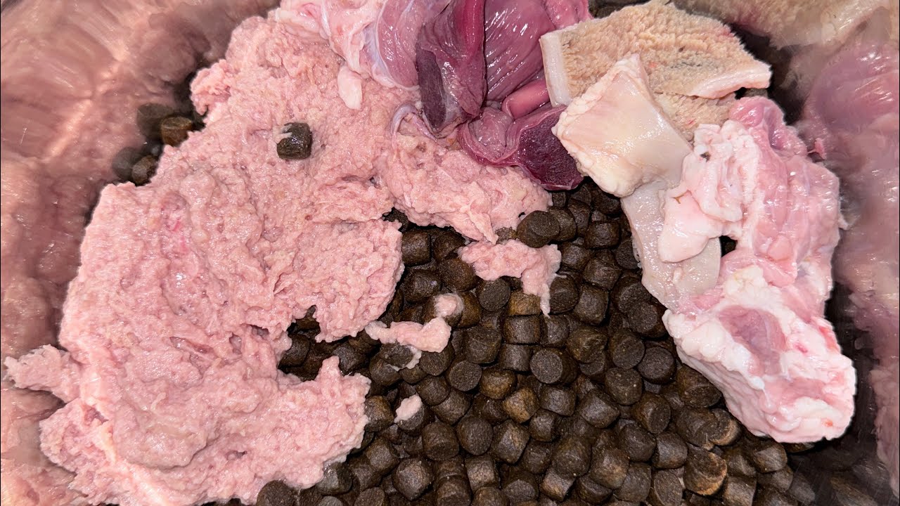 What I feed my dogs? 