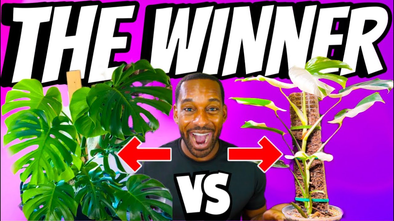 MOSS POLES VS PLANK | FIND OUT WHAT YOU NEED HERE ‼️