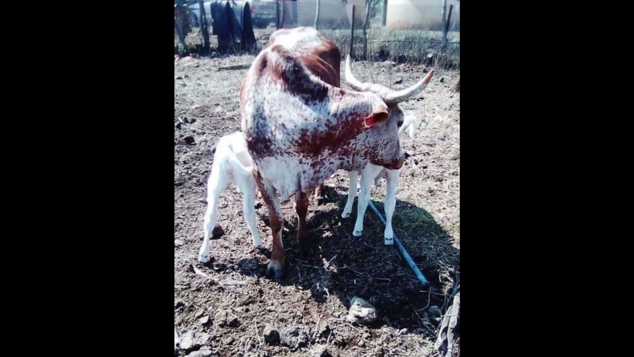 Umlando ngesibongo sakwaCele , kuchaza iNtungwa lasenhla kwaSokhumalo