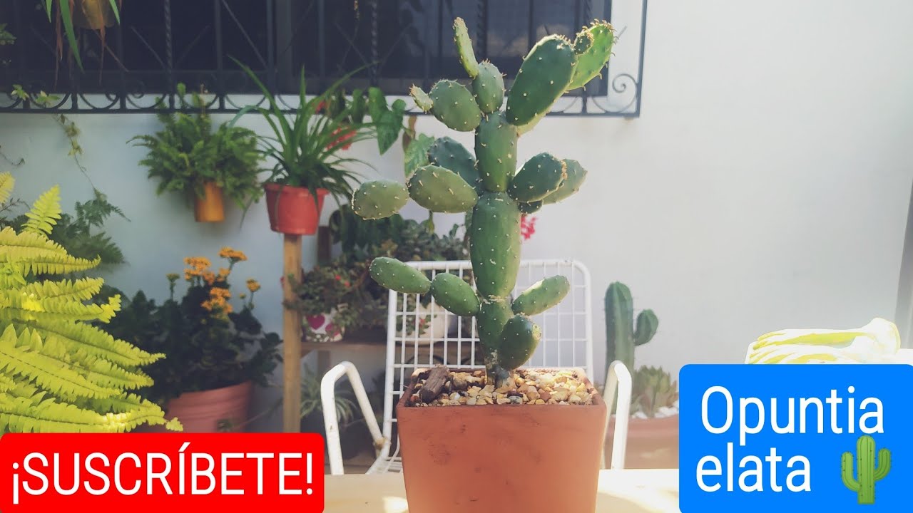 Reproducción y cuidados de la Opuntia Elata | El jardín de mis amores